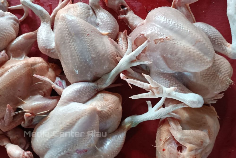 Hasil Uji Laboratorium Ayam Mati Mendadak Belum Keluar, Masyarakat Diminta Tetap Waspada
