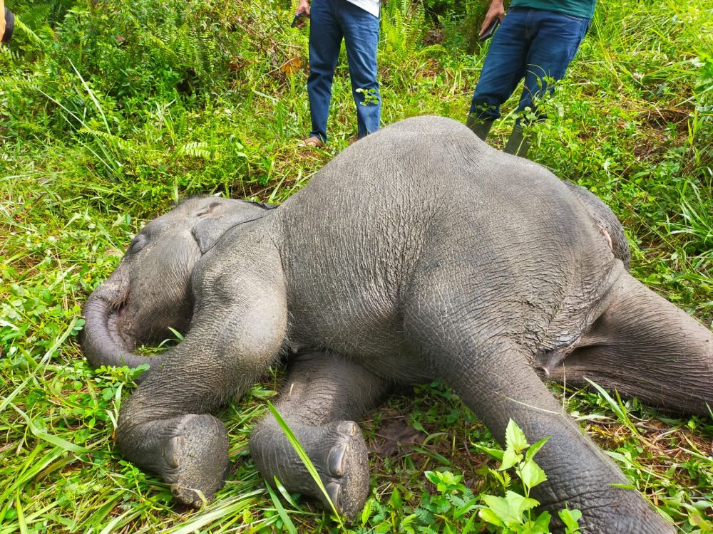 Anak Gajah di PLG Minas Riau Ditemukan Mati